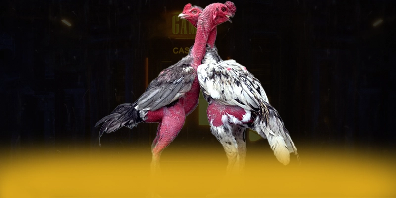 CONGA6789 - Tổng quan đánh giá với góc nhìn khách quan.