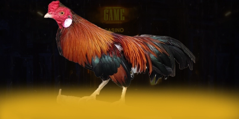 KUWIN - Cổng giải trí được đánh giá cao về chất lượng trong cộng đồng game thủ – Khám phá top KUWIN KUWIN - Cổng giải trí được đánh giá cao về chất lượng trong cộng đồng game thủ – Khám phá top KUWIN