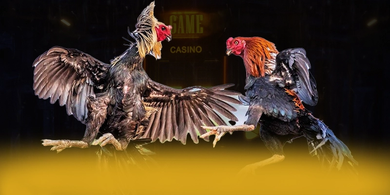 DAGA88 - Nhìn lại toàn bộ ưu điểm dưới góc nhìn chuyên môn.