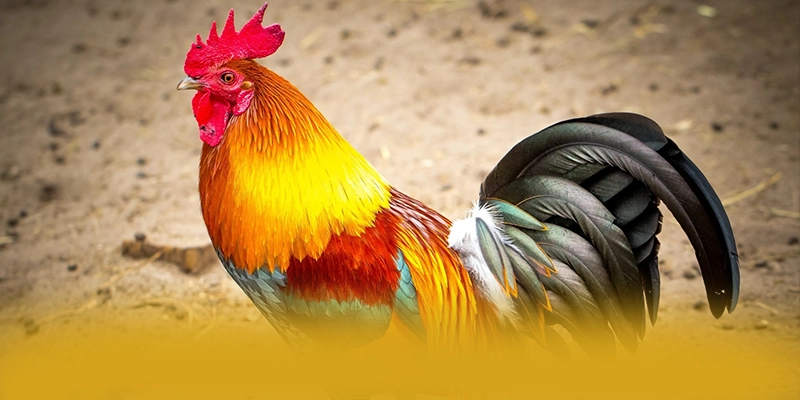 tỷ lệ kèo bóng đá - Cổng cá cược được đánh giá cao về độ tin cậy được yêu thích hàng đầu – Tìm hiểu về độ tin cậy và bảo mật tại tỷ lệ kèo bóng đá tỷ lệ kèo bóng đá - Cổng cá cược được đánh giá cao về độ tin cậy được yêu thích hàng đầu – Tìm hiểu về độ tin cậy và bảo mật tại tỷ lệ kèo bóng đá