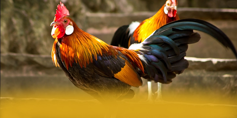 tỷ lệ kèo bóng đá - Thương hiệu game trực tuyến được đánh giá cao về chất lượng 2025 – Khám phá kho trò chơi của tỷ lệ kèo bóng đá tỷ lệ kèo bóng đá - Thương hiệu game trực tuyến được đánh giá cao về chất lượng 2025 – Khám phá kho trò chơi của tỷ lệ kèo bóng đá