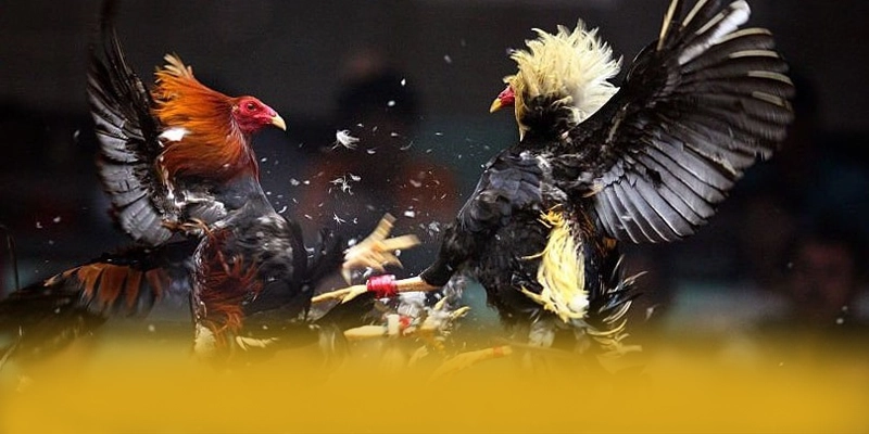 W88 - Hệ thống trò chơi trực tuyến cung cấp hàng trăm tựa game đẳng cấp đang làm mưa làm gió trên thị trường – Tìm hiểu thêm về các sản phẩm của W88