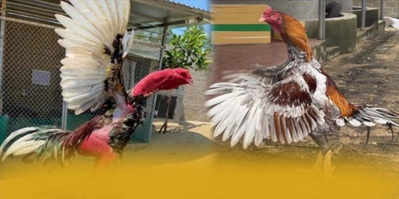 SUNWIN – Cổng cá cược đẳng cấp, được cộng đồng game thủ tin tưởng.