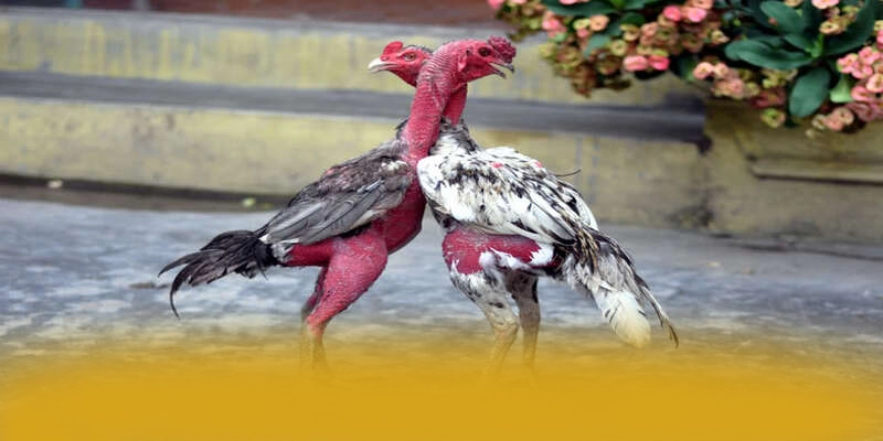 88VV – Sân chơi phổ biến nhất, được cộng đồng đánh giá tích cực.